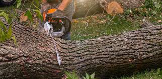  , USA Tree Removal Services Pros